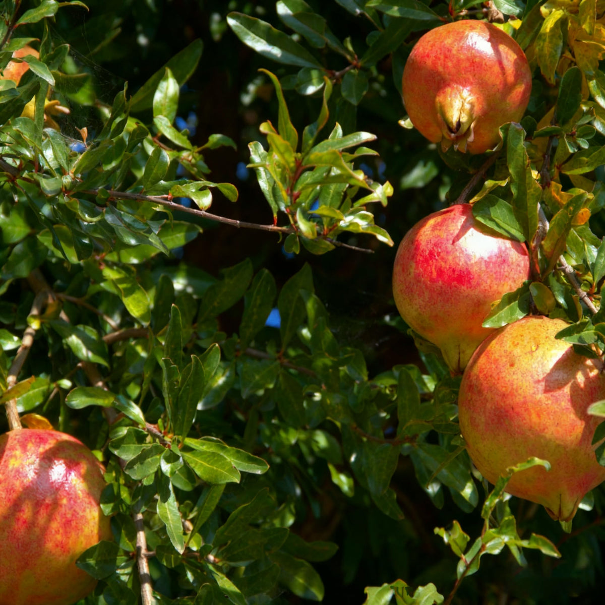 Generic drought-tolerant pomegranate tree thriving in sun