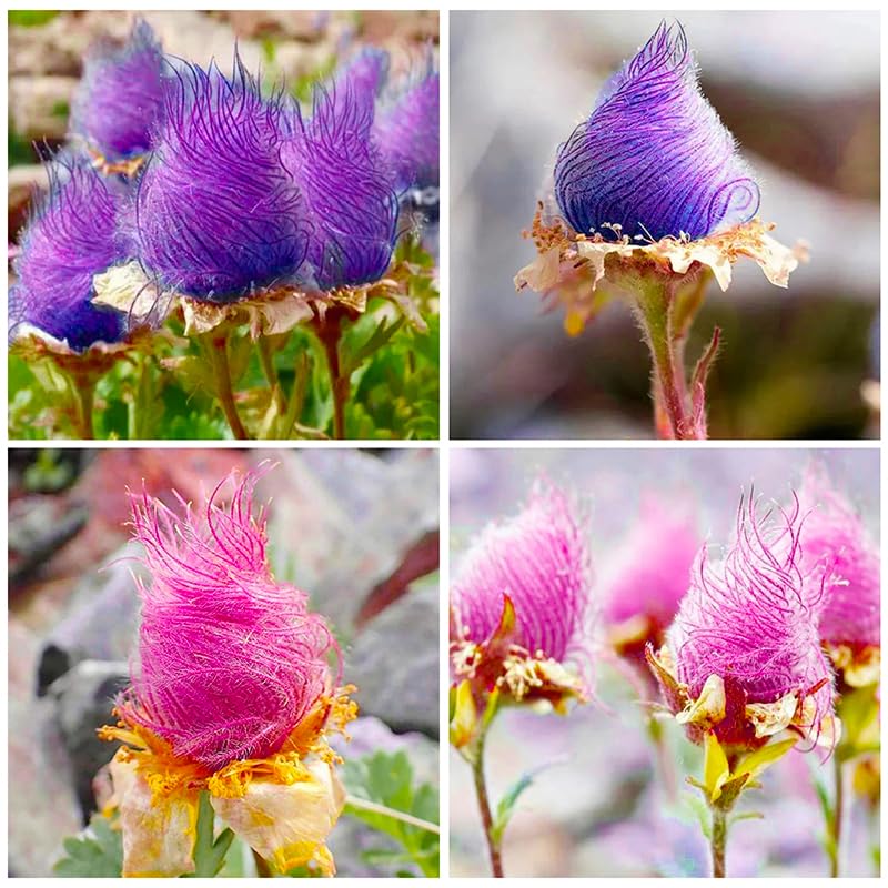 Generic drought-tolerant wildflower thriving in sun or partial shade.