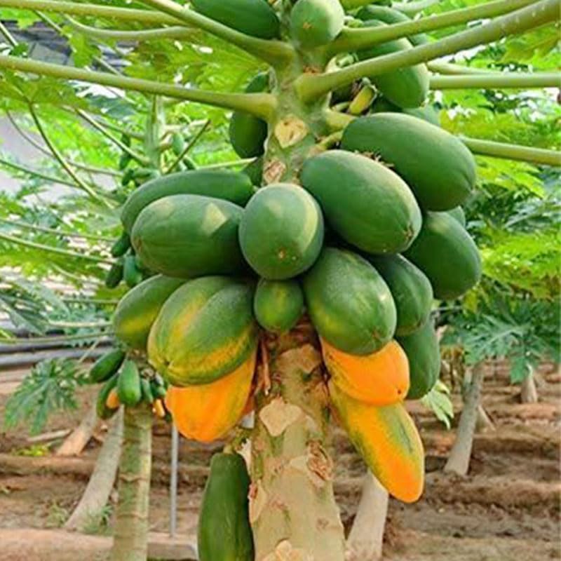 Generic Dwarf Papaya Fruits Harvest for fresh, tropical flavors.