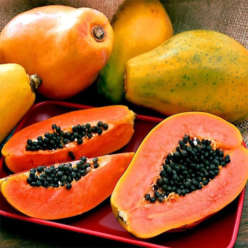 Generic Dwarf Papaya Growth in small spaces ideal for containers.