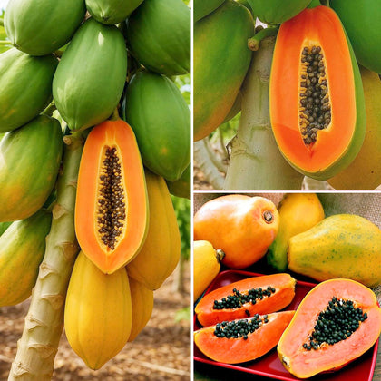 Generic Dwarf Papaya Seeds Pack for compact home gardens.