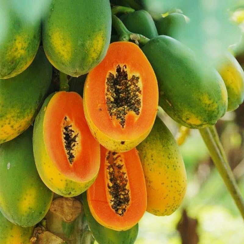 Generic Dwarf Papaya Seeds Planting in soil for balcony containers.