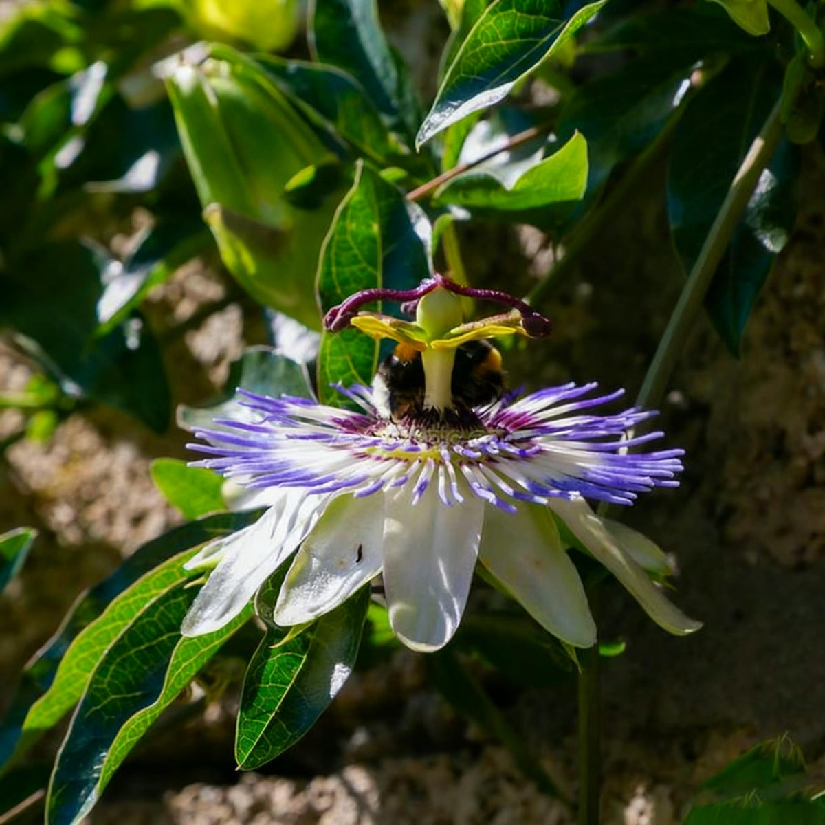 Generic edible fruit flowers from Passiflora Caerulea for garden fruiting.