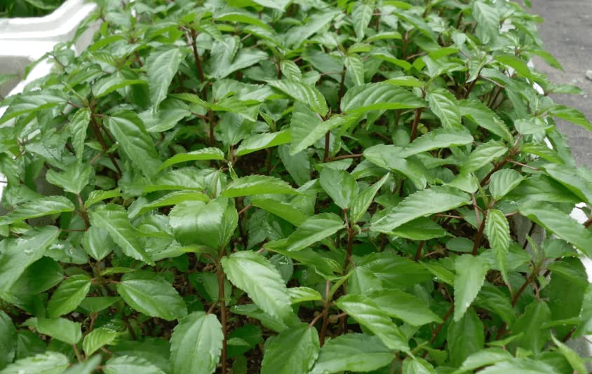 Generic Egyptian Spinach seeds packaging for heirloom, non-GMO greens