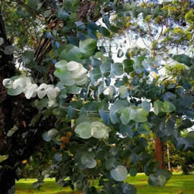 Generic Eucalyptus Cinerea container garden display on a sunny patio