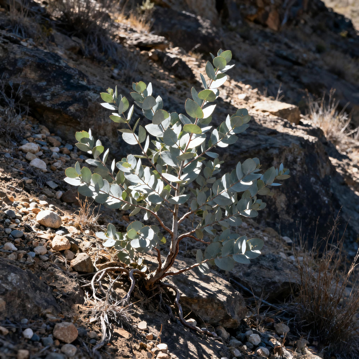 Generic Eucalyptus Cinerea drought-tolerant garden scene for low-water landscapes