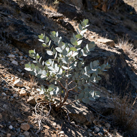 Generic Eucalyptus Cinerea drought-tolerant garden scene for low-water landscapes