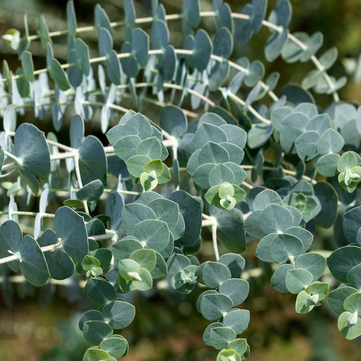 Generic Eucalyptus Cinerea leaves silver-blue close-up showing ornamental foliage