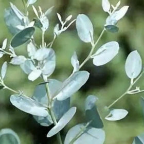 Generic Eucalyptus Cinerea ornamental branch for decor