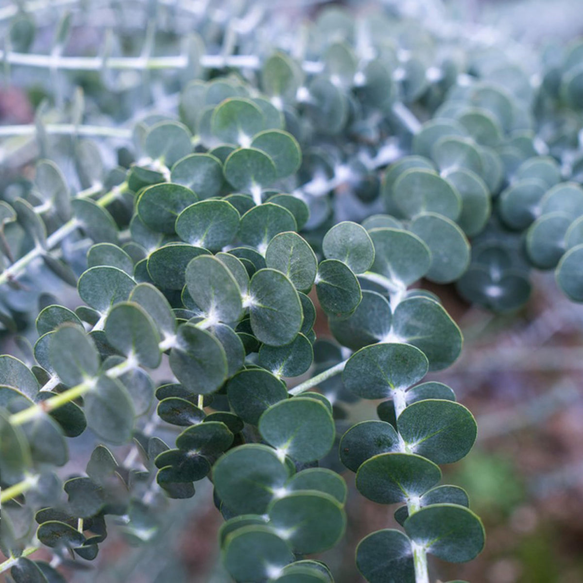 Generic Eucalyptus Cinerea seedling in pot ready for containers