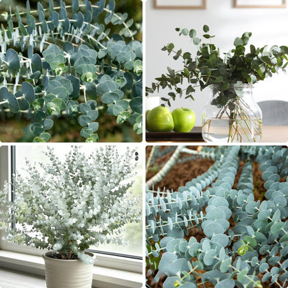 Generic Eucalyptus Cinerea seeds pack for home planting and decor