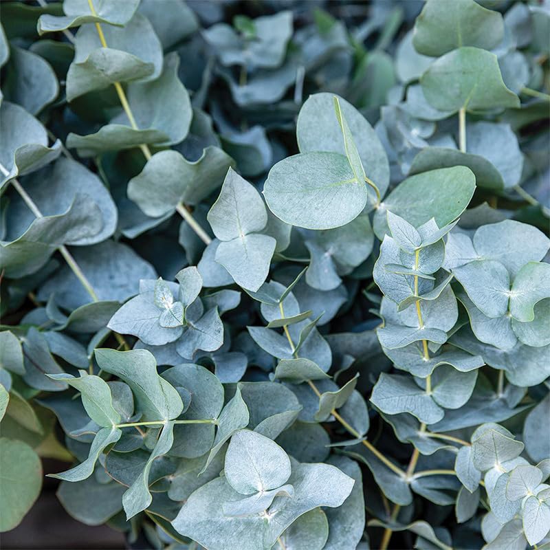 Generic eucalyptus seeds germination tips for warm climates.
