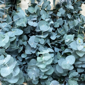 Generic eucalyptus seeds outdoor transplant guidance for sun and drainage.