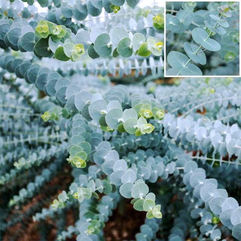 Generic eucalyptus tree with silvery leaves as an ornamental focal.