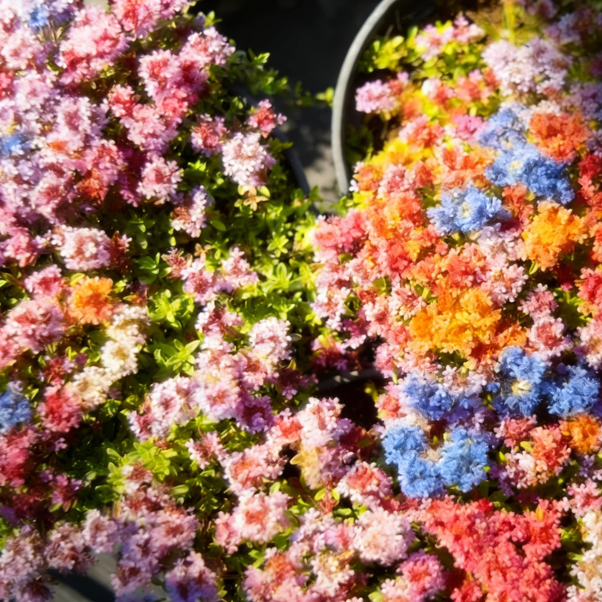 Generic evergreen thyme ground cover with year-round fragrance.