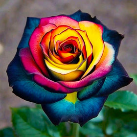 Generic Exotic Rose Seeds garden decor with striking colors