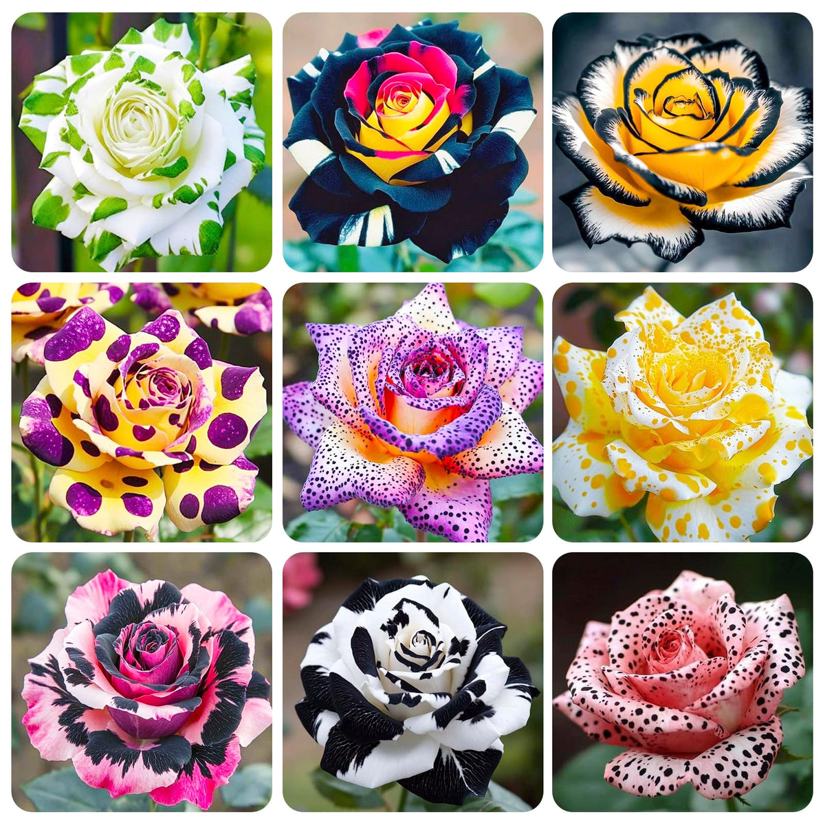 Generic Exotic Rose Seeds pack for vibrant outdoor blooms