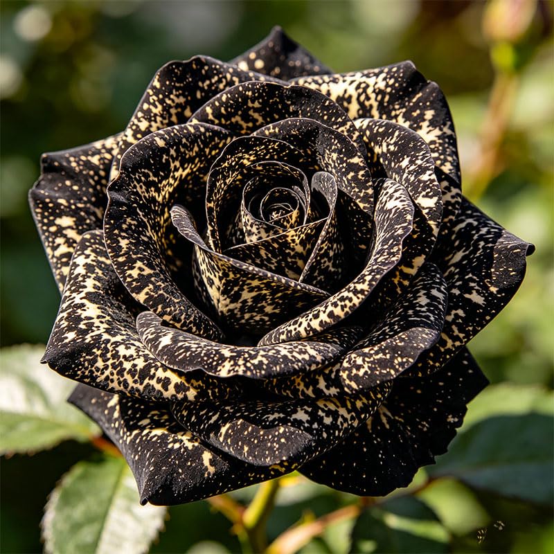 Generic Exotic Rose Seeds seedling care in bright indirect light