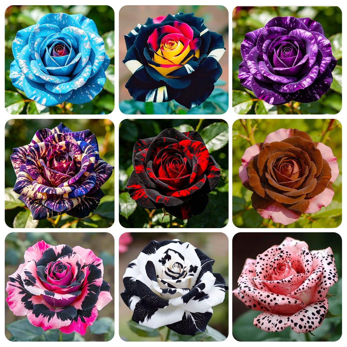 Generic Exotic Rose Seeds soaking and stratification process illustration