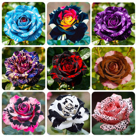 Generic Exotic Rose Seeds soaking and stratification process illustration