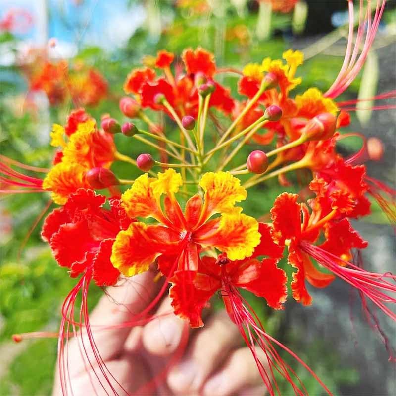 Generic exotic tropical flower seeds ideal for sunny garden beds.