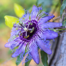 Generic extended bloom season from passion flowers in warm climates.