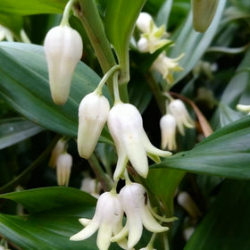Generic Solomon Seal foliage turns golden in fall for seasonal color