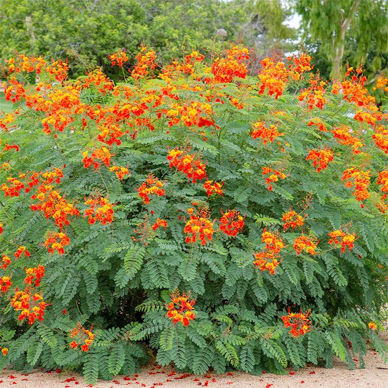 Generic fast-growing Bird of Paradise seeds for quick garden focal points.