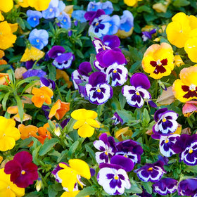 Generic pansy seeds add front yard border interest with open pollinated blooms.