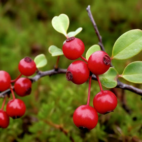 Generic fruit seed mix cranberry—image portrays fall-bearing berries in beds