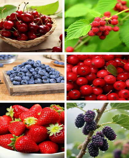 Generic fruit seed mix strawberry—image shows strawberry seeds ready for spring planting in home gardens