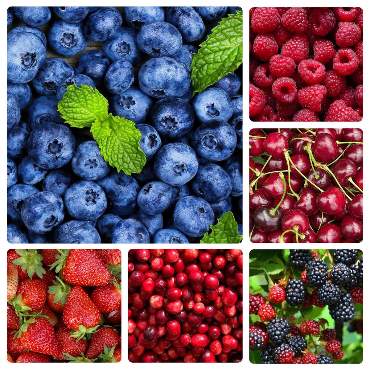 Generic 1500Pcs mix fruit seeds for blueberry variety suitable for indoor sowing.