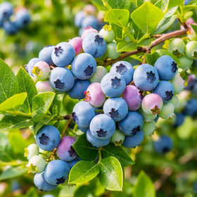 Generic 1500Pcs mix fruit seeds for cherry variety ideal for balcony growing.