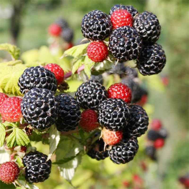 Generic 1500Pcs mix fruit seeds for cranberry variety enhancing garden diversity.