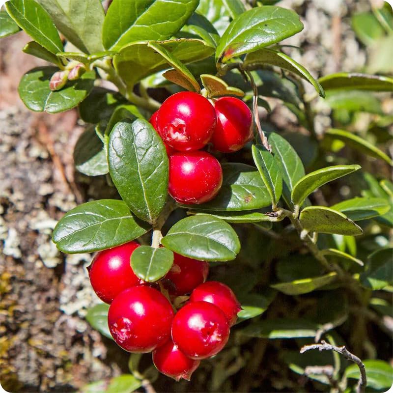 Generic 1500Pcs mix fruit seeds ready for garden landscaping and edible display.