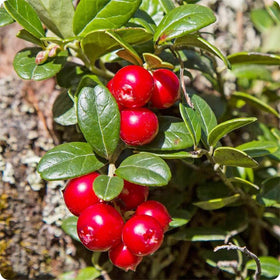 Generic 1500Pcs mix fruit seeds ready for garden landscaping and edible display.