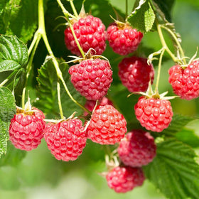 Generic 1500Pcs mix fruit seeds for mulberry variety adding edible landscaping value.