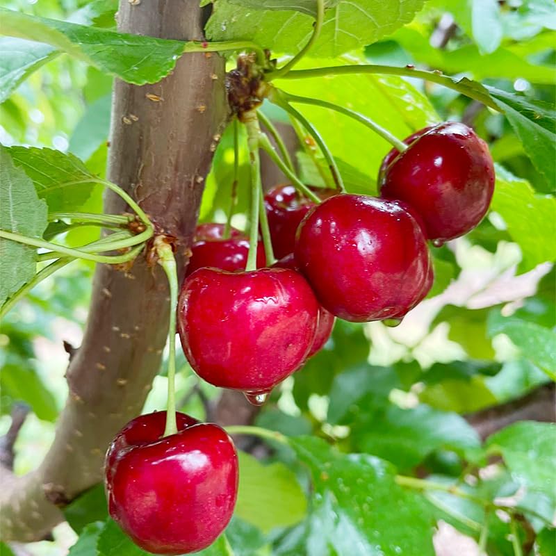 Generic 1500Pcs mix fruit seeds shown in seed tray for indoor sowing.