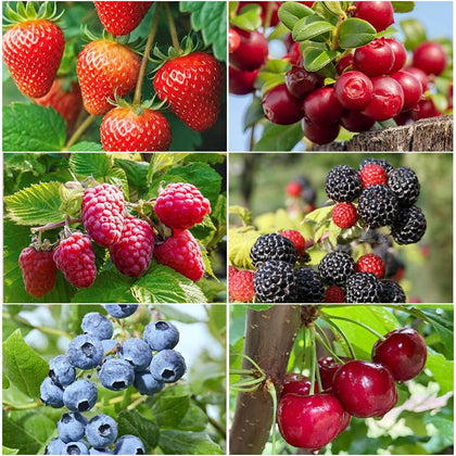 Generic 1500Pcs mix fruit seeds with strawberry variety for home gardening.