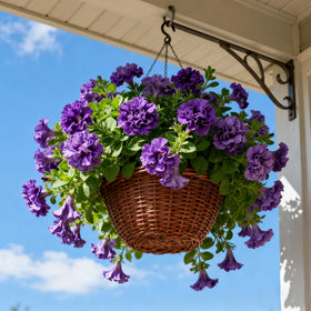 Generic Full Sun Petunias thrive with minimal maintenance and heat tolerance.