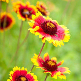 Generic Gaillardia Pulchella seeds packaging demonstrates easy planting for beginners.