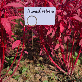 Generic Garden Markers smooth-edge design reduces scratches.