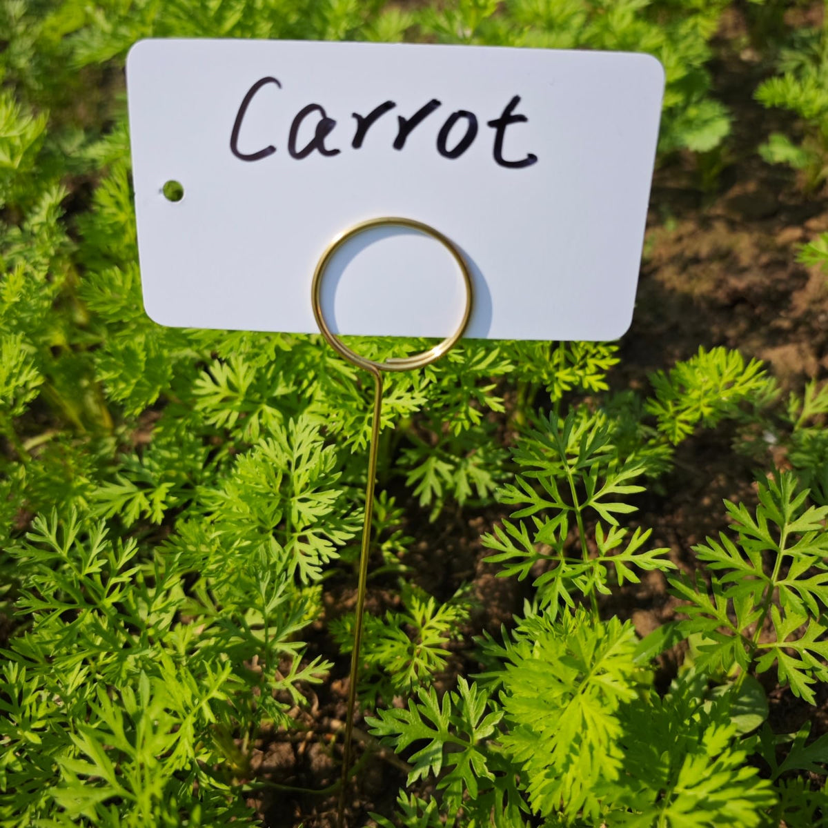 Generic Garden Markers ideal for vegetables, herbs, and flowers.