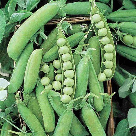 Generic garden pea seeds ready for planting and harvest