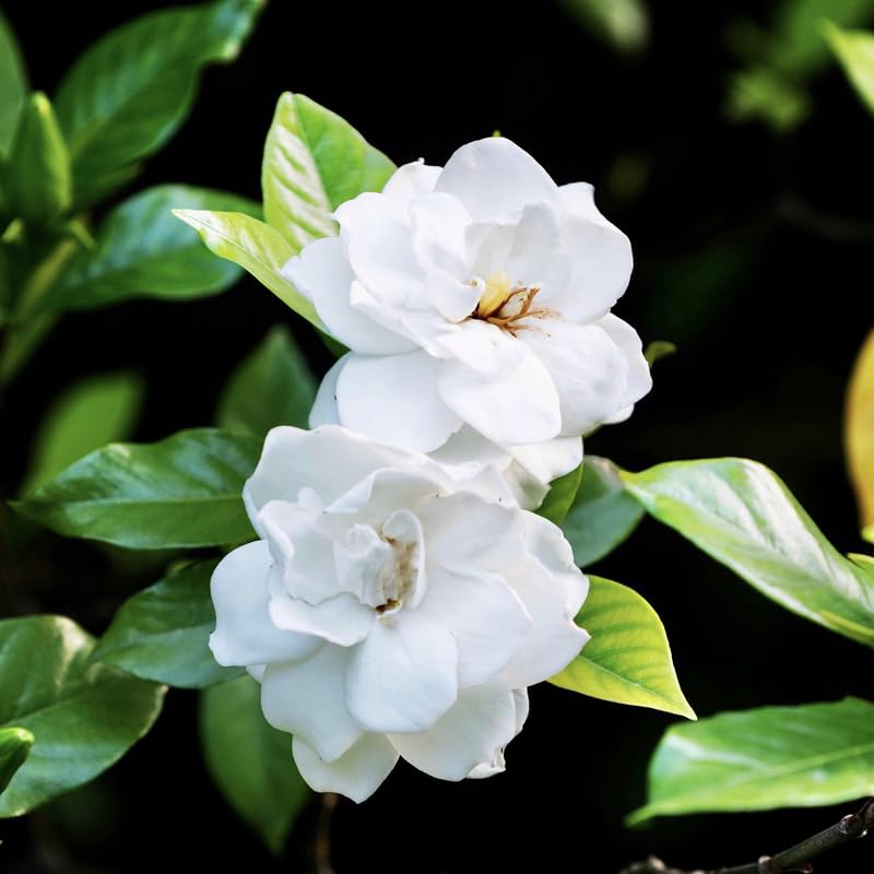 Generic Gardenia Seeds fragrant blooms preview, white flowers for outdoor spaces.