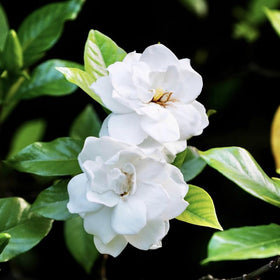 Generic Gardenia Seeds fragrant blooms preview, white flowers for outdoor spaces.
