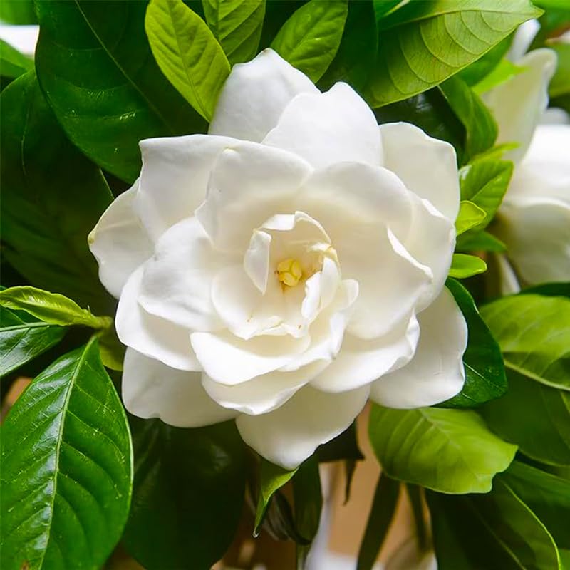 Generic Gardenia seeds full pack ready for warm-space germination and fragrant blooms.