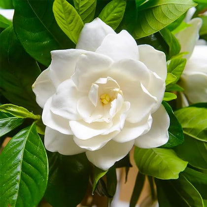 Generic Gardenia seeds full pack ready for warm-space germination and fragrant blooms.