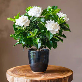 Generic Gardenia Seeds glossy foliage close-up, evergreen interest between blooms.