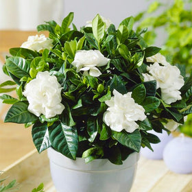 Generic Gardenia seeds sprouting into lush plants with glossy leaves and fragrance.